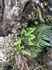 Adenophorus tamariscinus