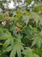Acer palmatum
