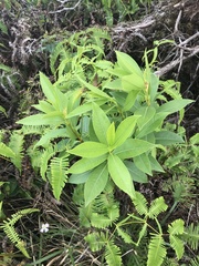 Wikstroemia oahuensis
