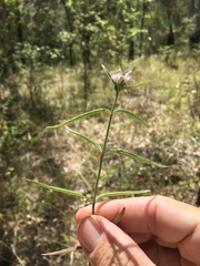 Rostellularia adscendens