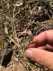 Rostellularia adscendens