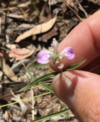 Rostellularia adscendens