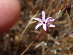Lessingia micradenia