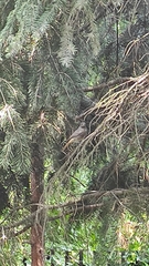 Phoenicurus ochruros