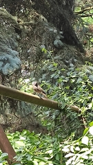 Phoenicurus ochruros