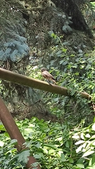 Phoenicurus ochruros