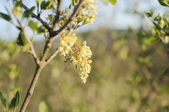 Fraxinus parryi