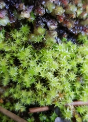 Diobelonella palustris