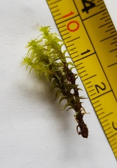 Diobelonella palustris