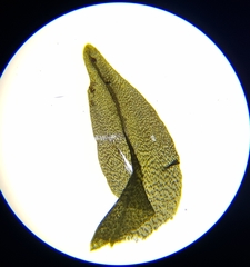 Diobelonella palustris