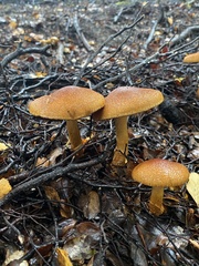 Cortinarius castoreus