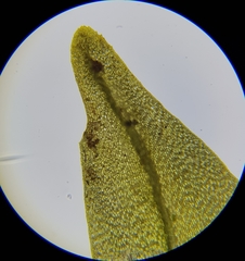 Diobelonella palustris