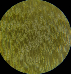 Diobelonella palustris