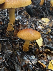 Cortinarius castoreus