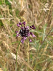 Allium