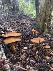 Cortinarius castoreus
