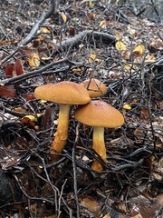 Cortinarius castoreus