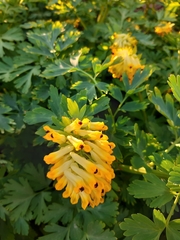 Corydalis nobilis