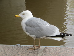 Larus argentatus
