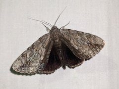 Catocala insolabilis