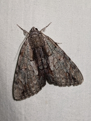 Catocala insolabilis