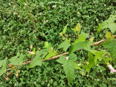 Calystegia hederacea