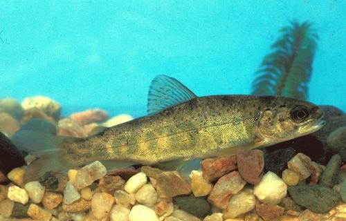 River trout (Salmo trutta fario) — Salmonidae — 4