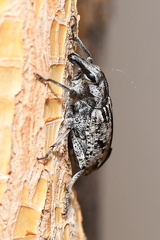 Asproparthenis punctiventris