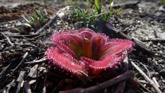 Drosera collina