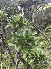 Polyscias oahuensis