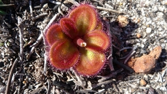 Drosera collina