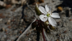 Drosera collina