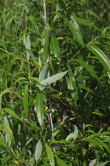 Salix acutifolia