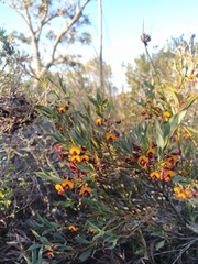 Daviesia nudiflora
