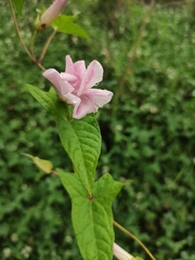 Calystegia hederacea
