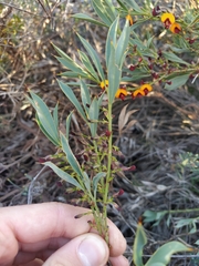 Daviesia nudiflora