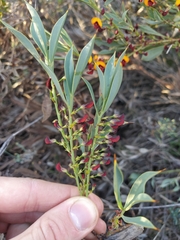 Daviesia nudiflora