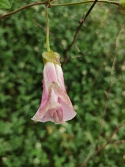 Calystegia hederacea