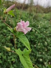Calystegia hederacea