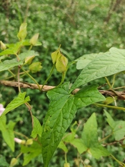 Calystegia hederacea