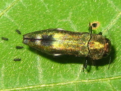 Agrilus chujoi