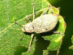 Eugnathus distinctus