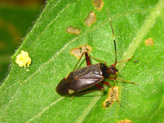 Adelphocoris triannulatus