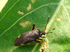 Adelphocoris triannulatus