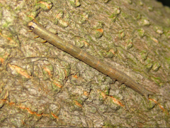 Spirama retorta