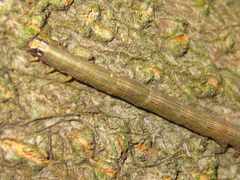 Spirama retorta
