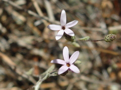 Lessingia micradenia