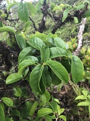 Antidesma platyphyllum