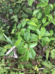 Antidesma platyphyllum