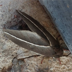 Automeris zephyria